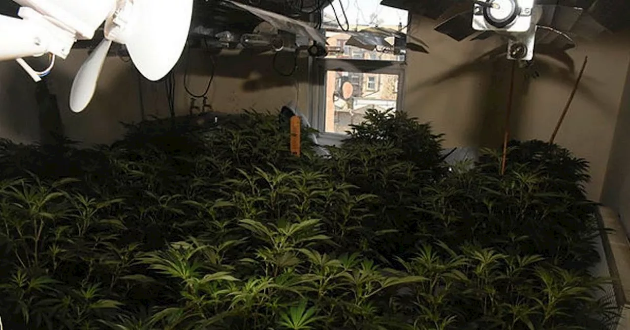 Lancashire Police swoop on huge £1m cannabis farm