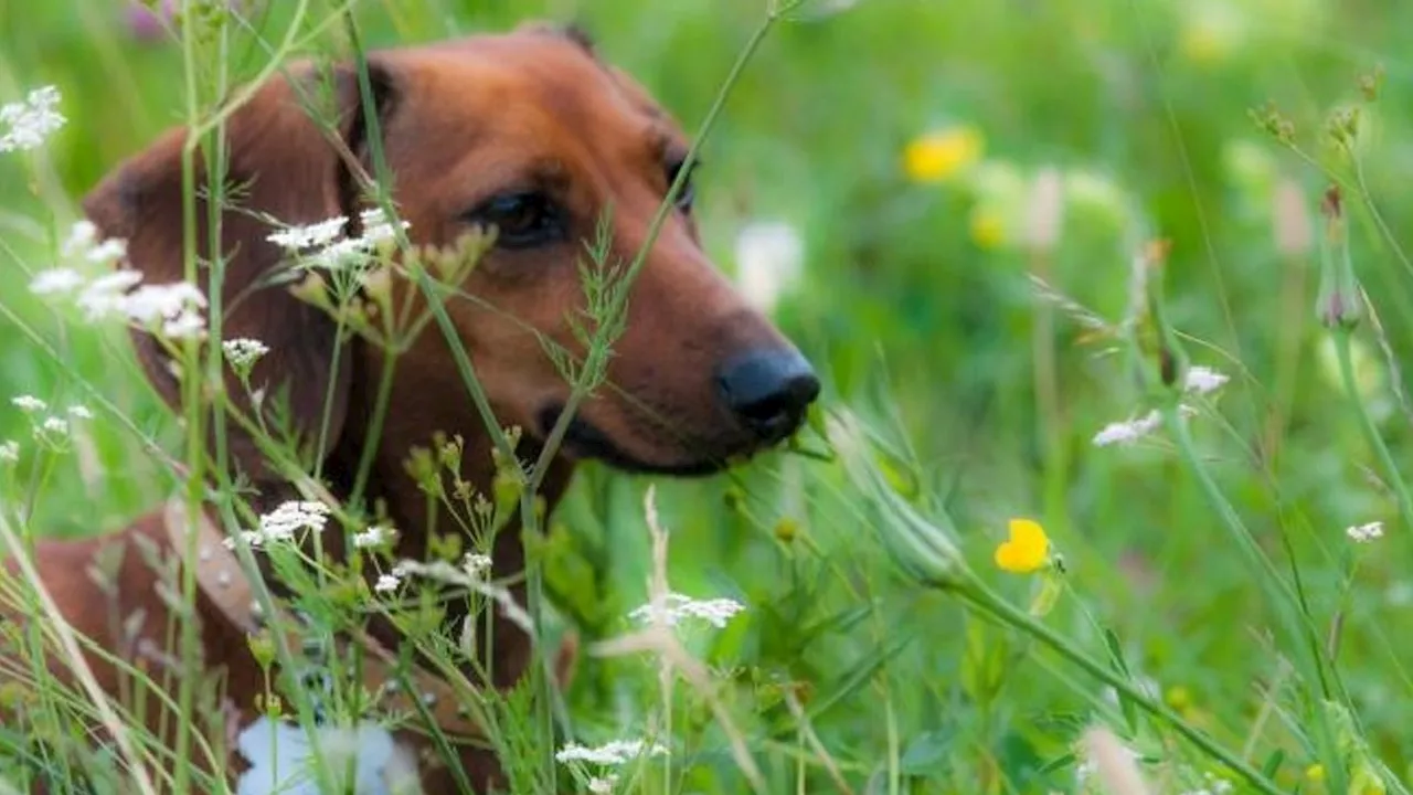 Treviso, affida il cane alla dog sitter e lo ritrova morto