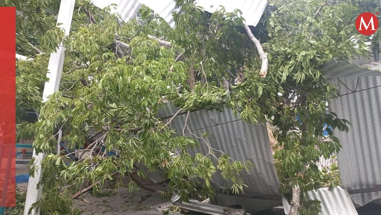 Colapsa domo de primaria tras caída de árbol en Tuxtla Gutiérrez, Chiapas