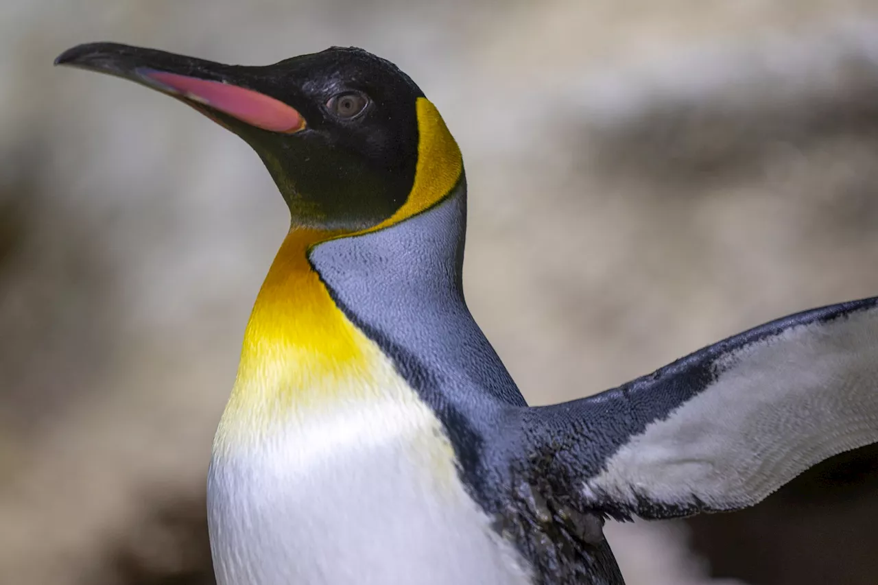 Münchner Pinguine ziehen in neue Polarwelt ein