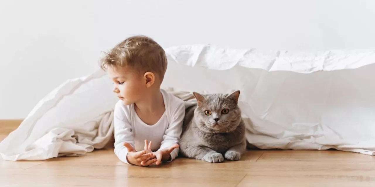 Wie Sie die Lebensdauer Ihrer Katze verlängern können