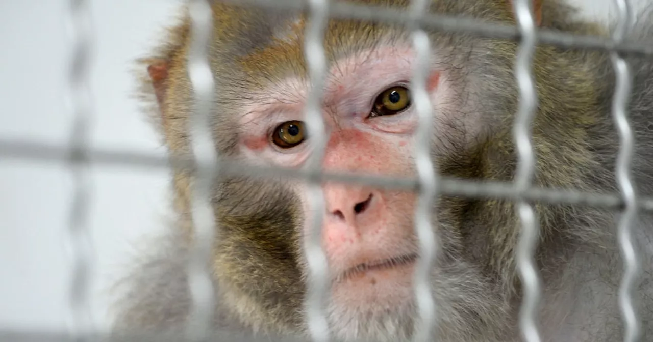 13 research monkeys remain at large as S.C. authorities announce 5 more captured