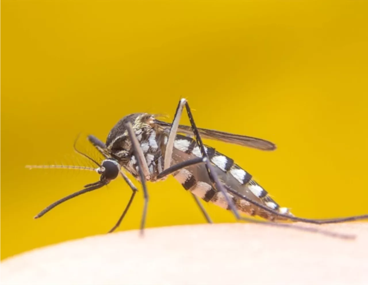 California dengue cases prompt swift response from public health officials