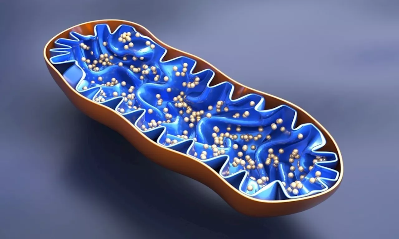 Mitochondria’s division of labor sheds light on how cancer cells survive harsh conditions