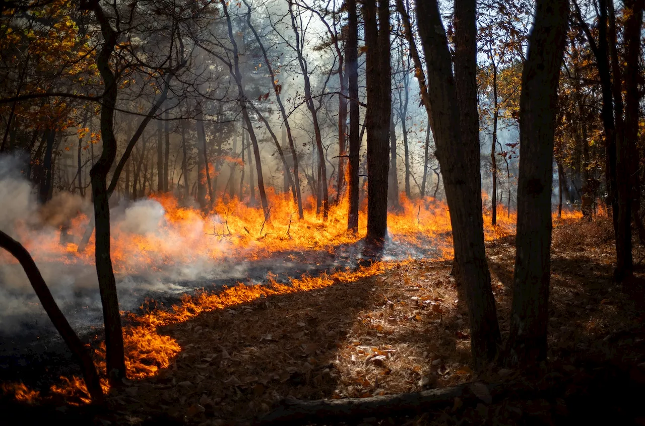 Numerous wind-whipped wildfires burn across N.J. on gusty, dry day