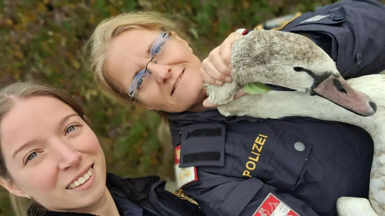 Klosterneuburg: Junger Schwan verirrte sich auf die Straße