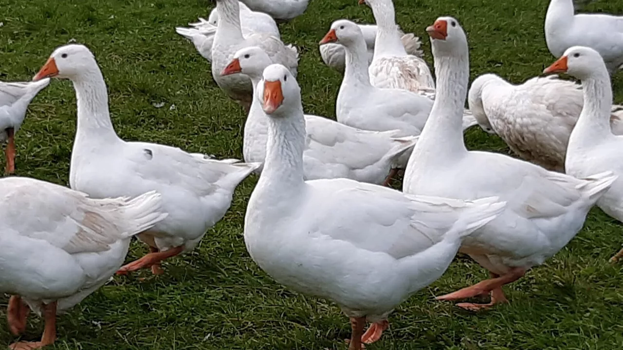 Strengere Auflagen für Geflügelhalter auch im Bezirk Lilienfeld