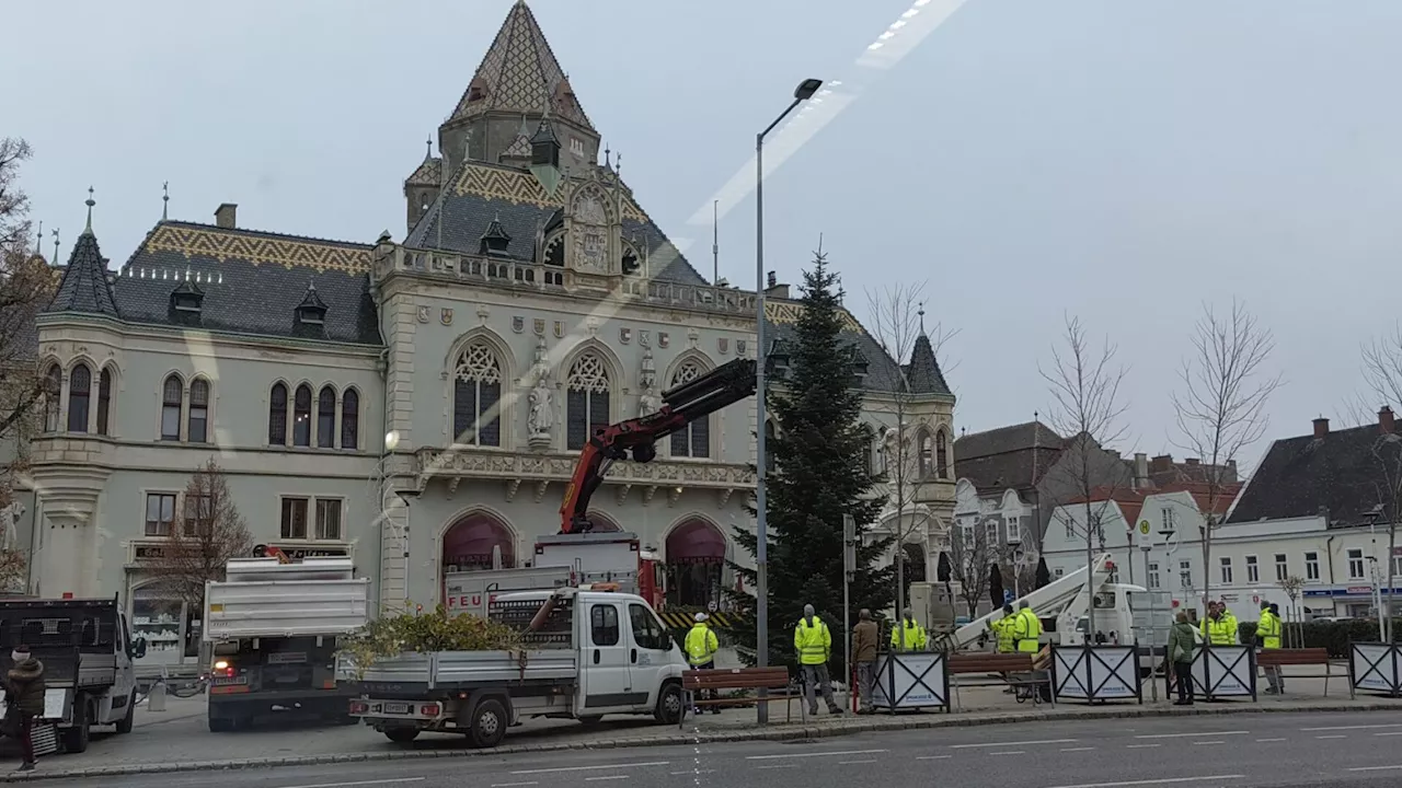 Viel Lob für schmale Tanne am Korneuburger Hauptplatz