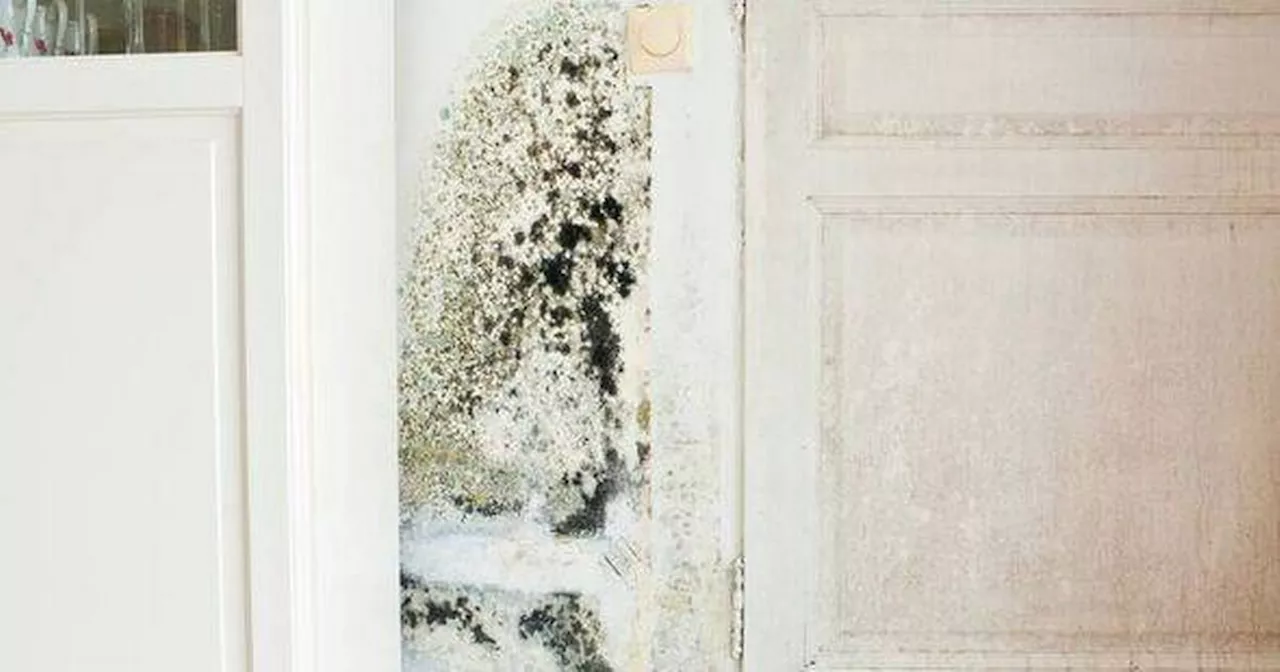 5-minute job removes 75% of moisture from your home to stop mould