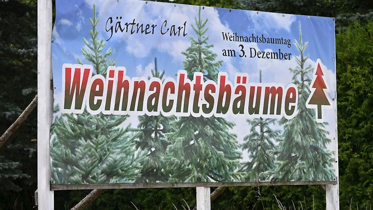 Thüringen: Tausende Weihnachtsbäume aus dem Thüringer Wald