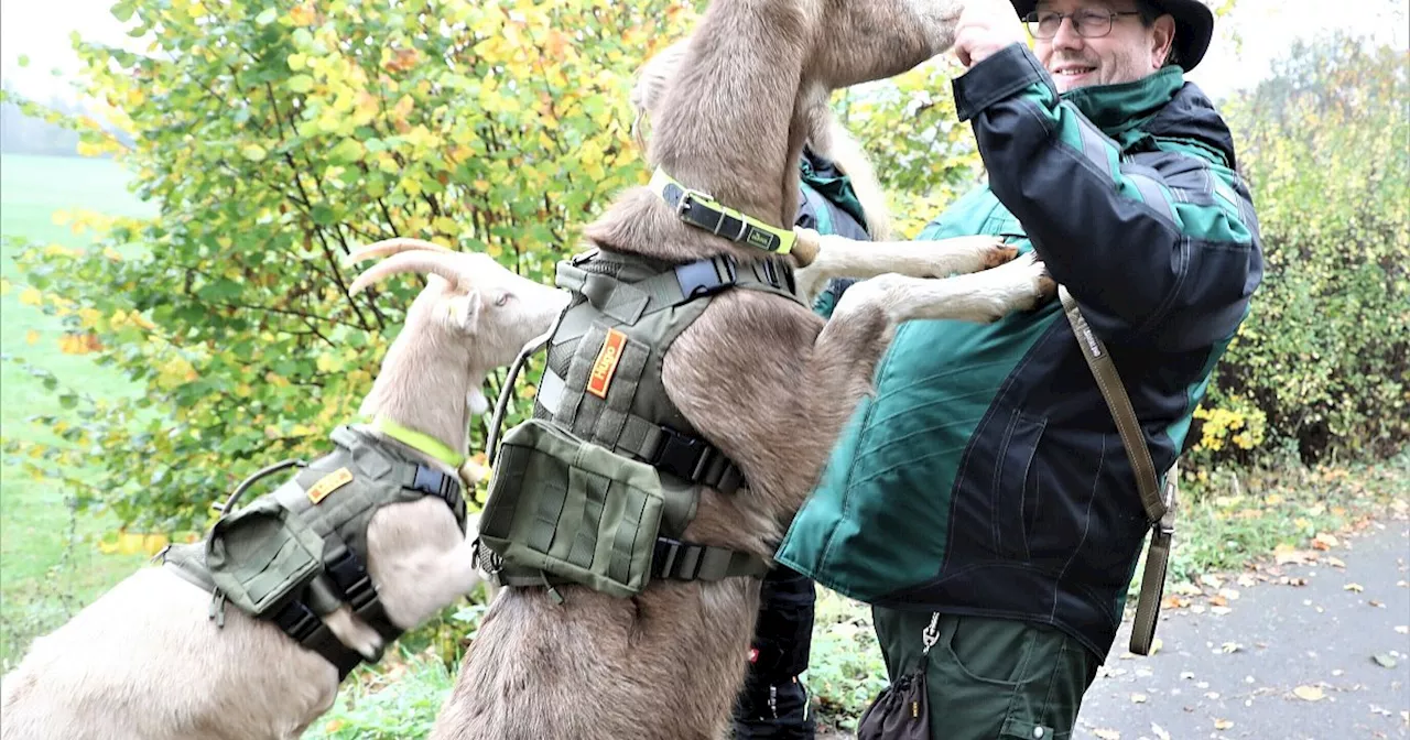 Wanderhighlight in Warburg: Durch die Natur mit den Ziegen Hugo und Lissy