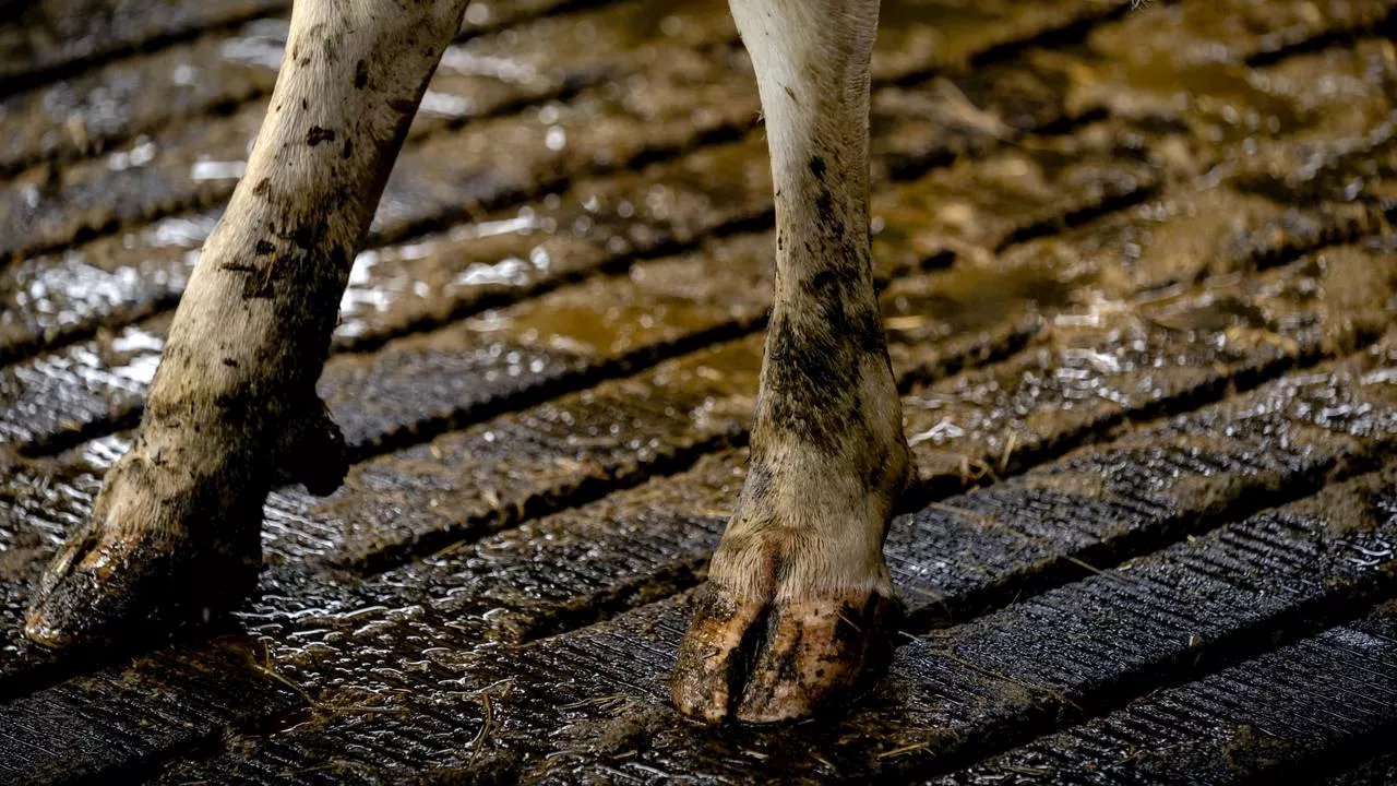 Nog langer wachten op stikstofplannen Rijk, wel geld voor natuur