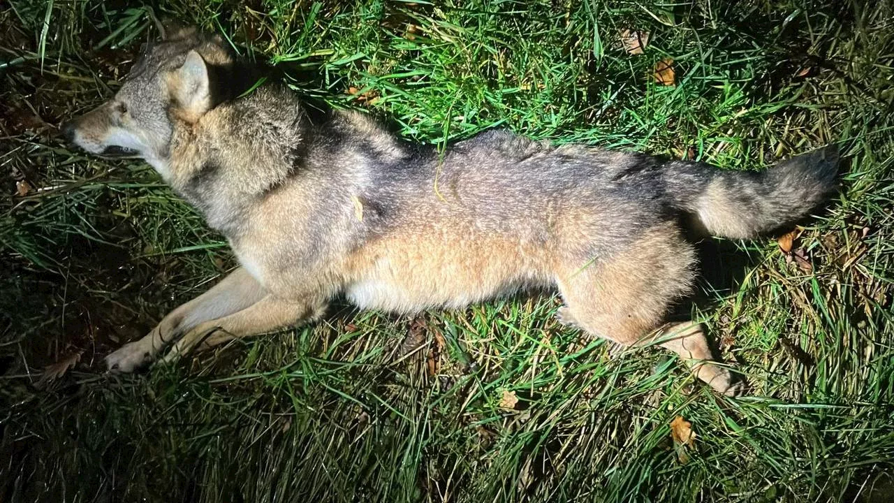 Wolf doodgereden op snelweg, automobilist gewond door klap