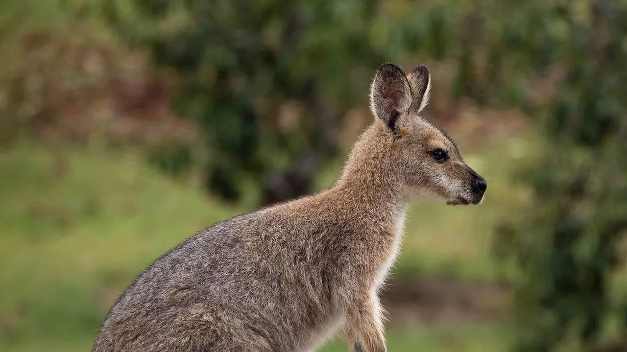 Jumpy, un wallaby du Rhône, retrouvé après sa deuxième tentative de fugue, aidé par un bouc