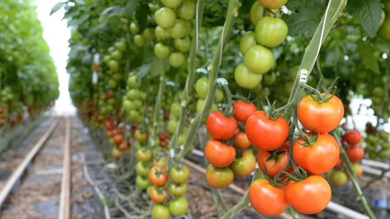 Serres à tomates géantes : la préfecture de la Manche met un stop au projet d’extension