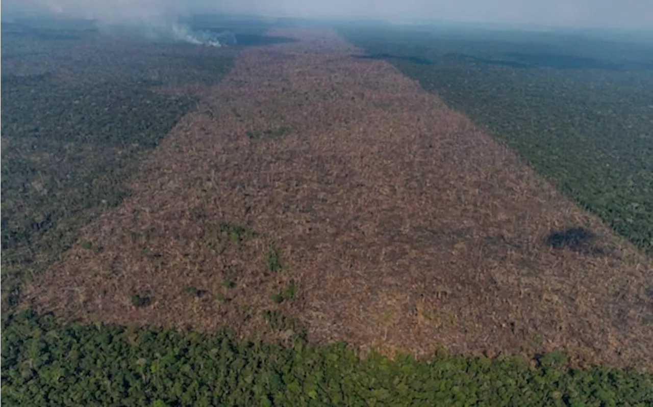 Deforestazione: l'obiettivo azzeramento entro il 2030 è sempre più lontano