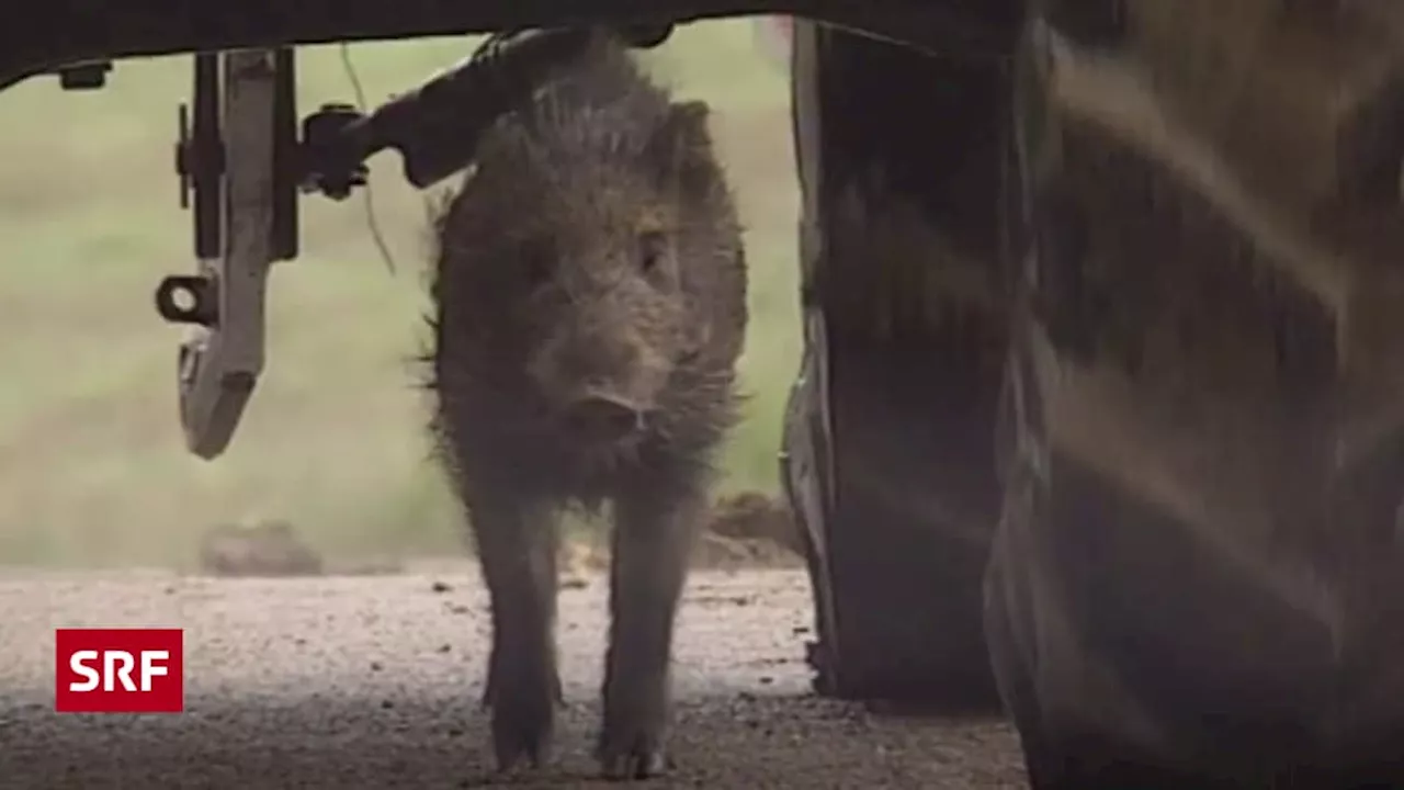 Wildschwein Schweiz: Wie die kleine Wildsau «Hugo» die Schweiz bewegte