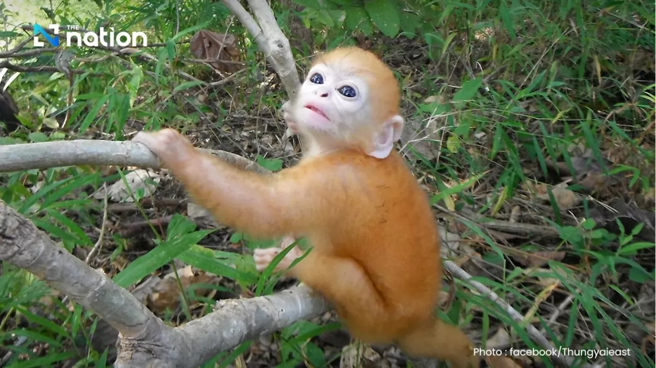 Adorable baby Phayre’s langur at Thai wildlife sanctuary captures hearts online