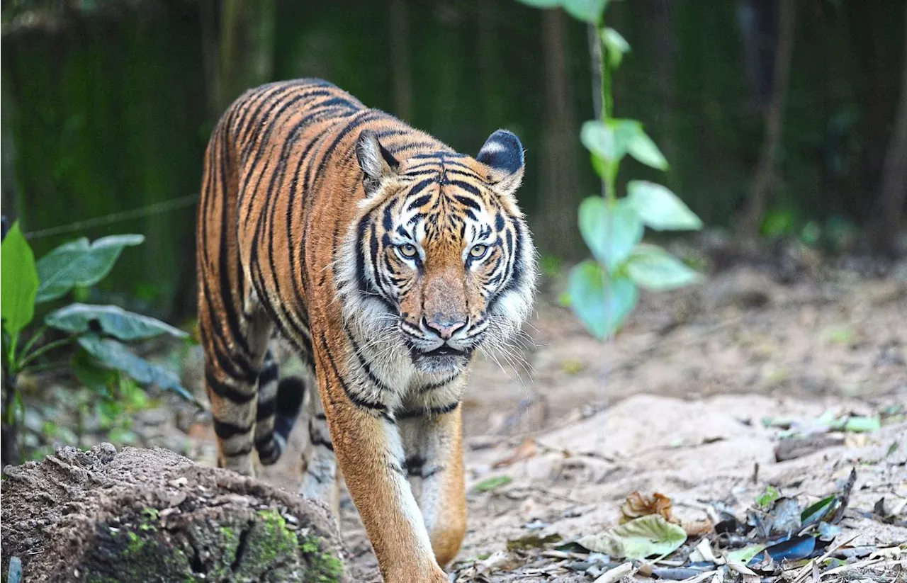 Six Malayan Tigers killed on roads in past two years, fewer than 150 left