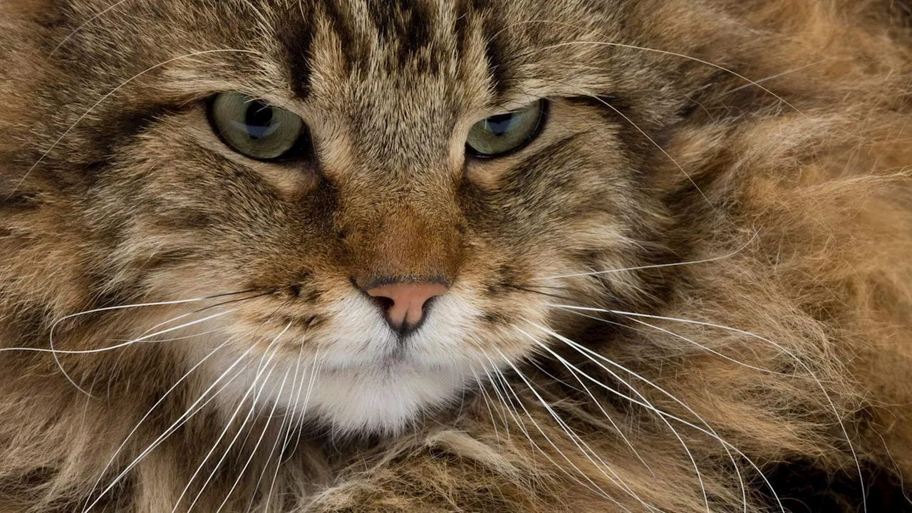 So gewinnen Sie das Herz einer Katze - oder halten Sie von sich fern