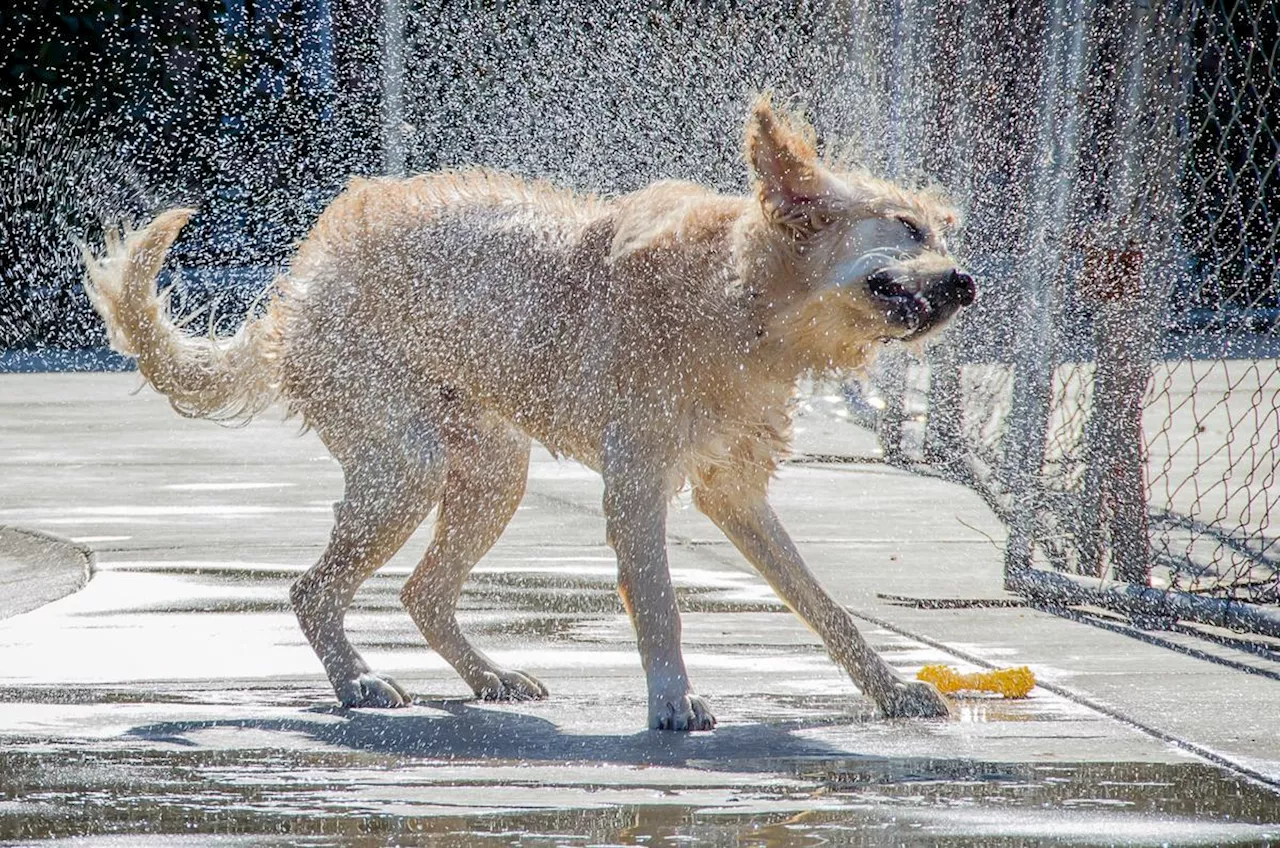 Pourquoi les chiens (et pas seulement eux) se secouent-ils lorsqu’ils sont mouillés ?