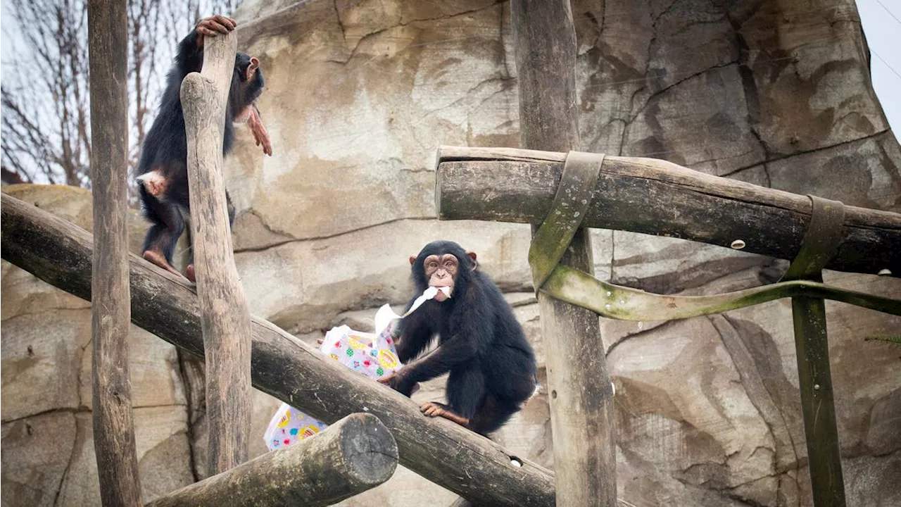 Walter-Zoo sucht altes Geschenkpapier +++ Am Freitag kommt der Christbaum geflogen – frühestens +++ Neumarkt: Mediamarkt eröffnet bald