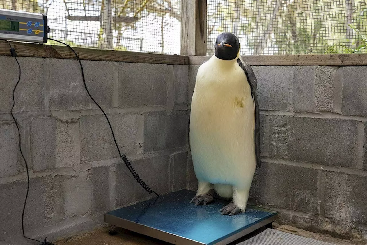 ‘Gus’ first emporer penguin ever recorded to have reached Australia