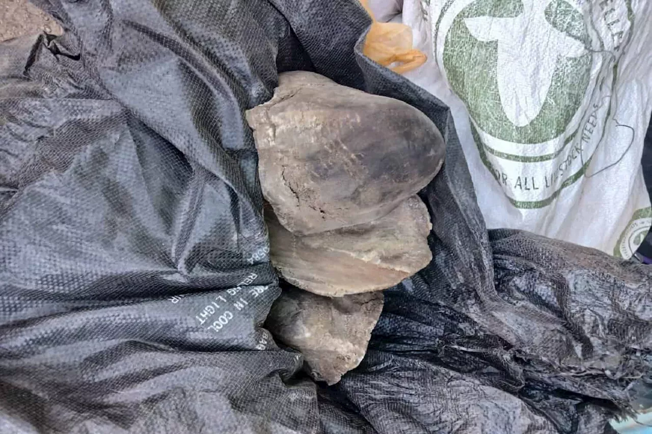 Three arrested for possession of R449 000 worth of rhino horns [PICS]