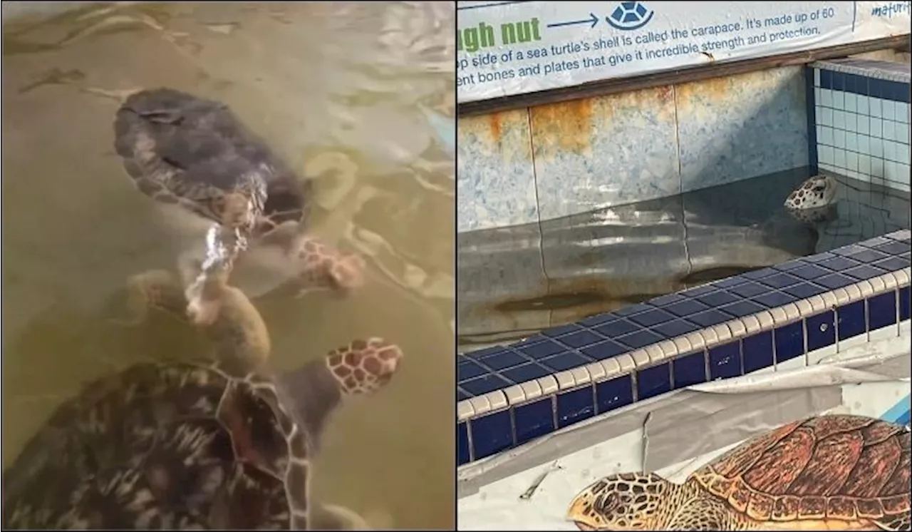 “Turtles Are Healthy” Fisheries Dept Completes Investigation Into Dirty Tank & Water Claims In Port Dickson Resort