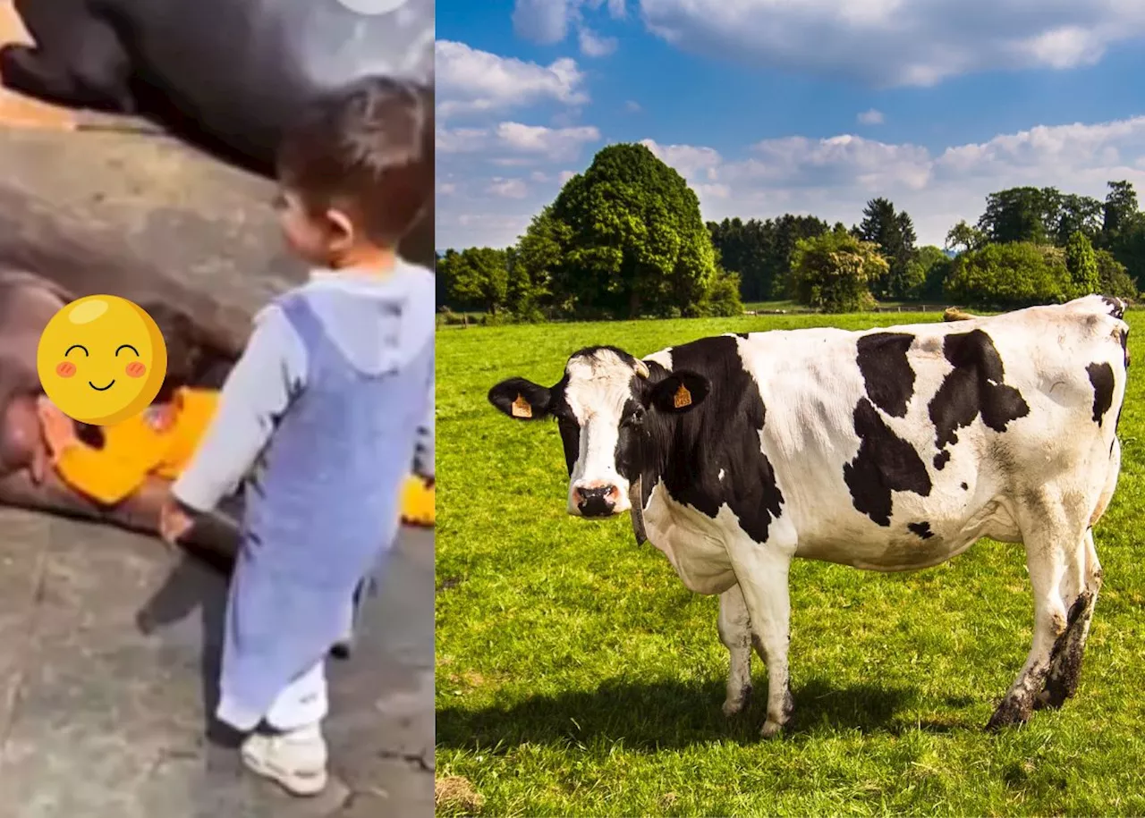 EISH WENA: Toddler caught drinking milk from cow’s teat