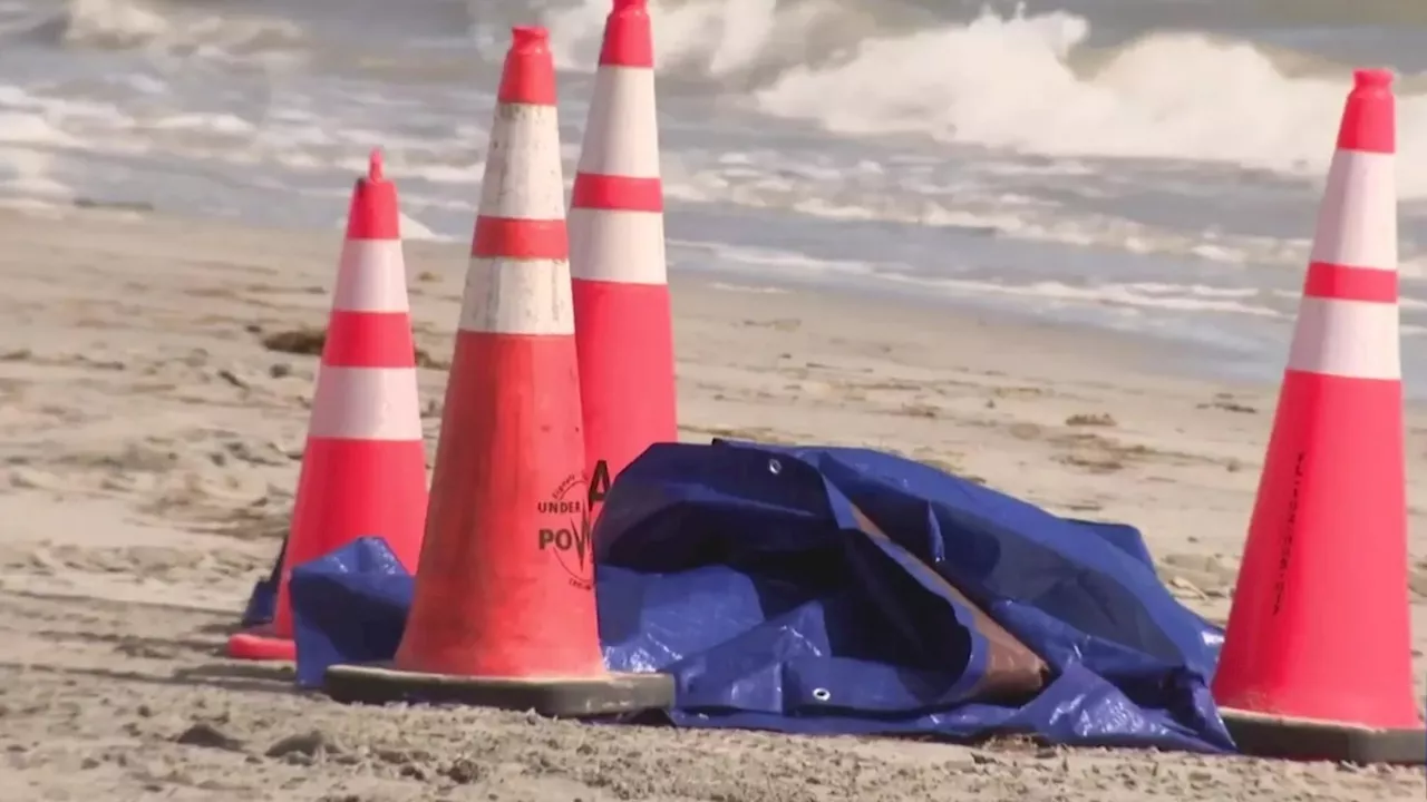 Mystery as human HEAD is found washed up on popular Florida tourist beach by horrified worker...