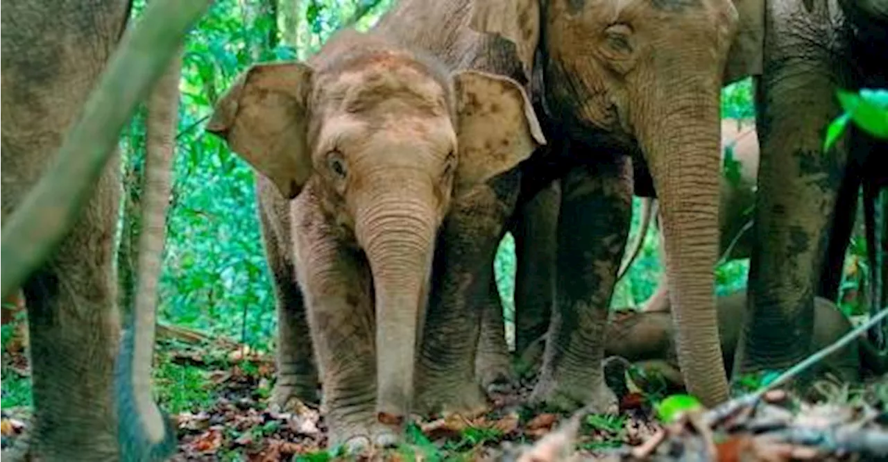 BBC’s wildlife series ‘Asia’ to feature Borneo