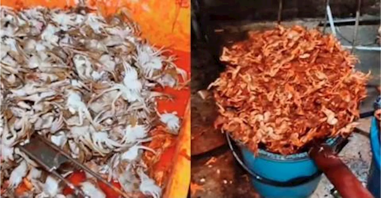 Fried baby crabs seller in Melaka busted for filthy kitchen