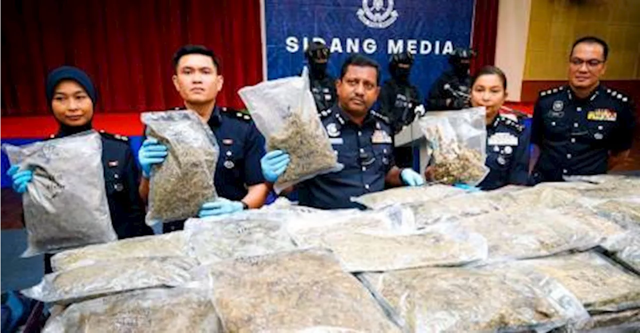 Two drug rings busted as Selangor cops seize RM6.4 million worth of ganja, syabu