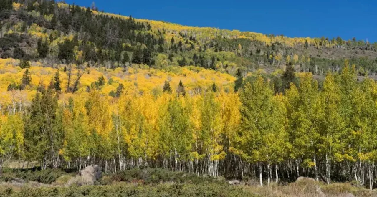 Conheça Pando, o maior e um dos mais antigos seres vivos do planeta