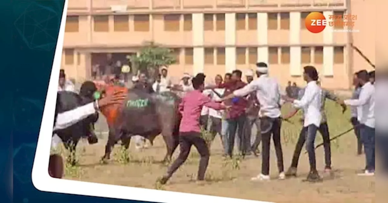 देवउठनी ग्यारस पर हुआ बैलों की दंगल, Video में देखिए कौन पड़ा किस पर भारी