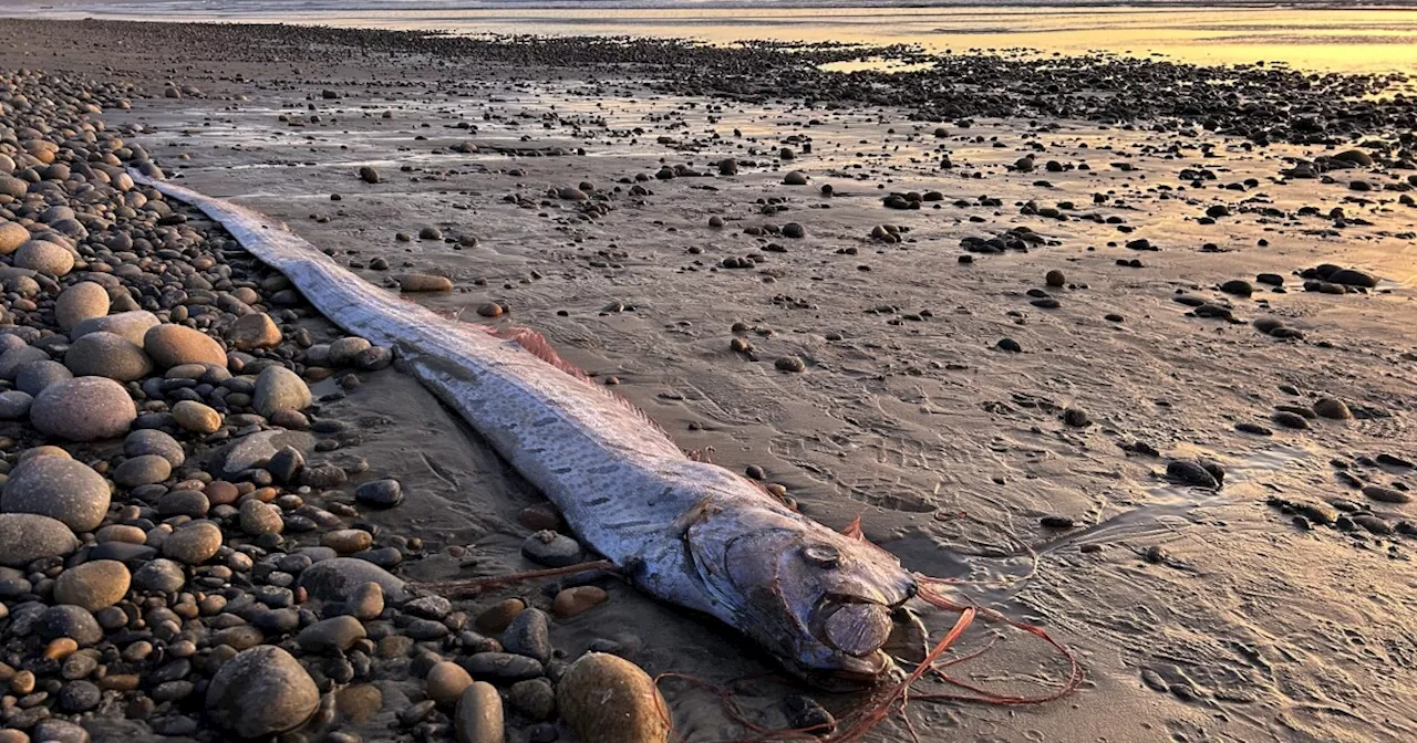 2nd rare deep-sea Oarfish washes up on San Diego County beach