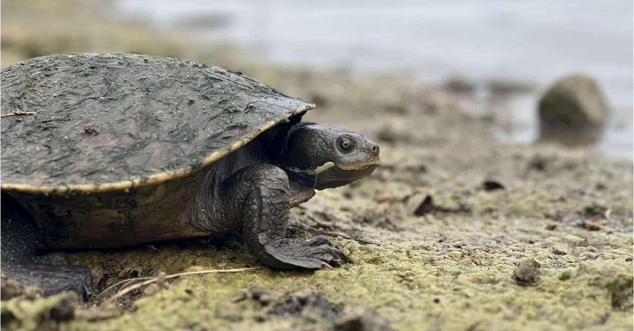 'Forever chemicals' are killing Australia's freshwater turtles, groundbreaking research finds