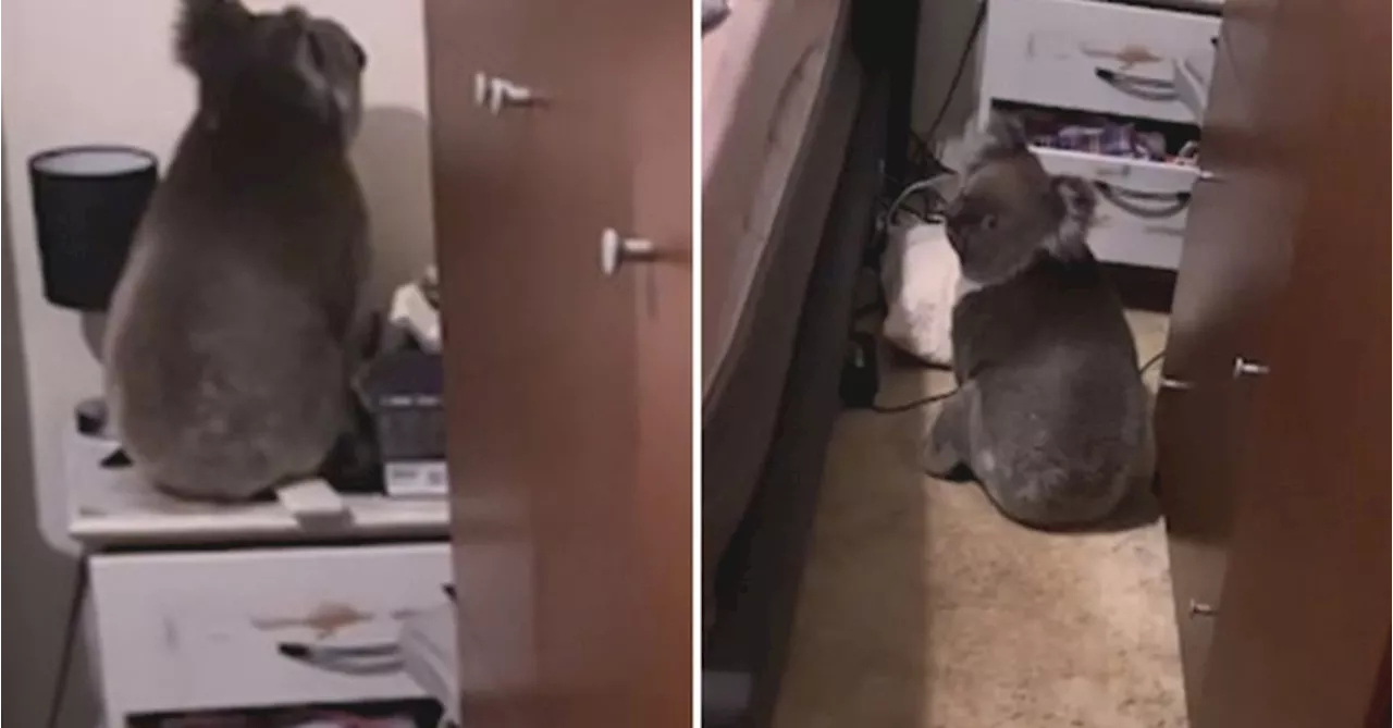 'Only in Australia': Couple comes home to find koala asleep in their bed