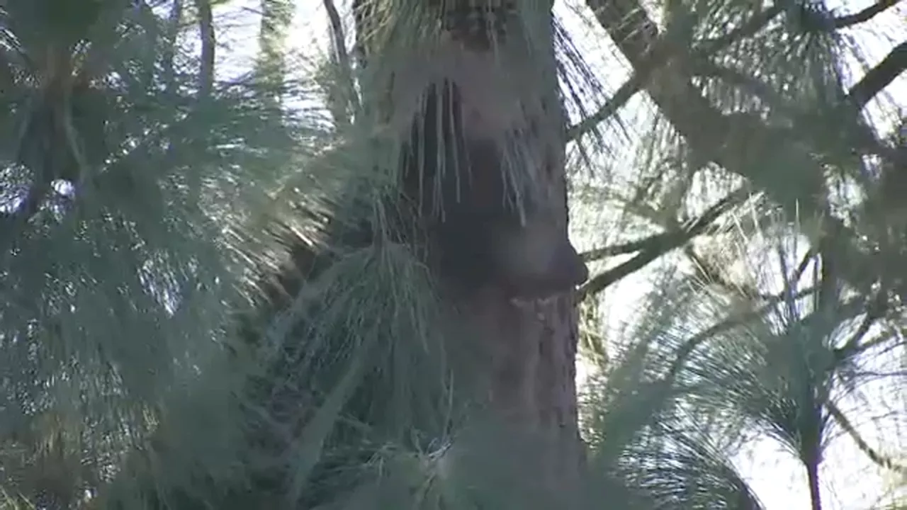 Mama bear, cub spotted wandering in La Crescenta neighborhood