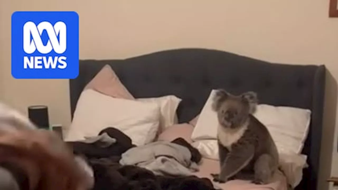 Koala home invader rummaging in bedroom startles Adelaide couple returning home from work