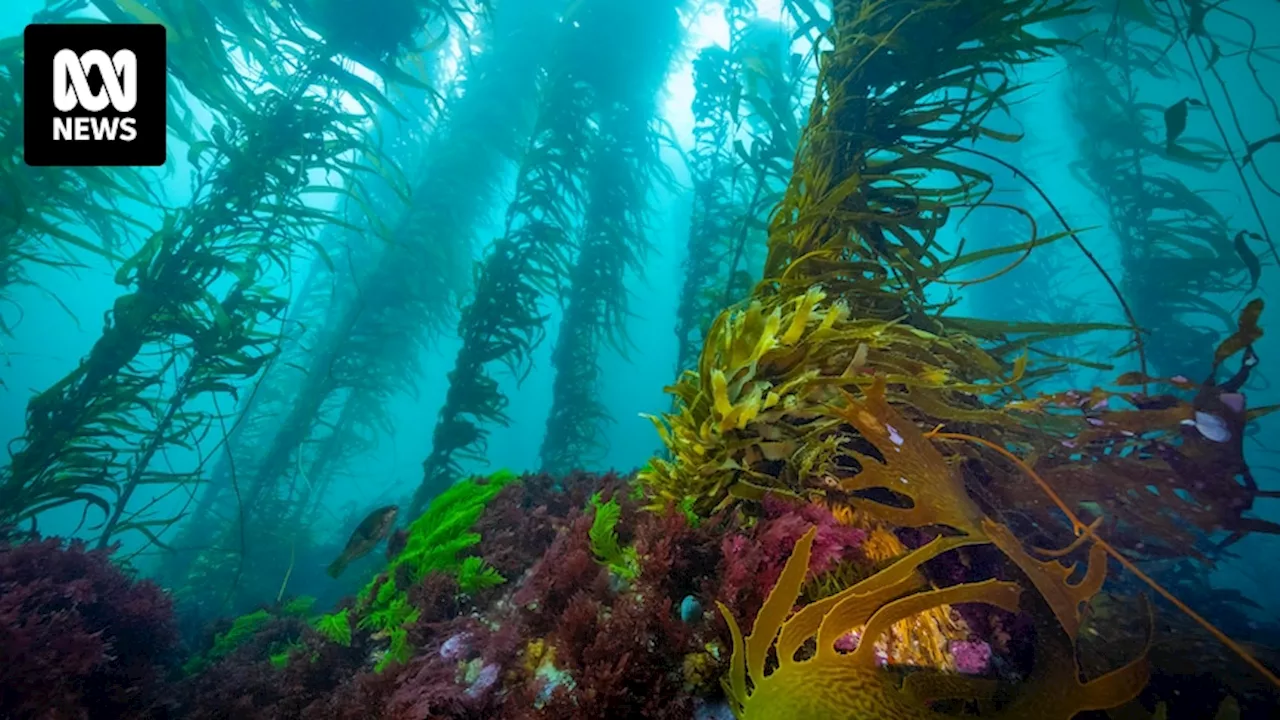 Marine ecologists fear Australia's kelp forests will disappear unnoticed