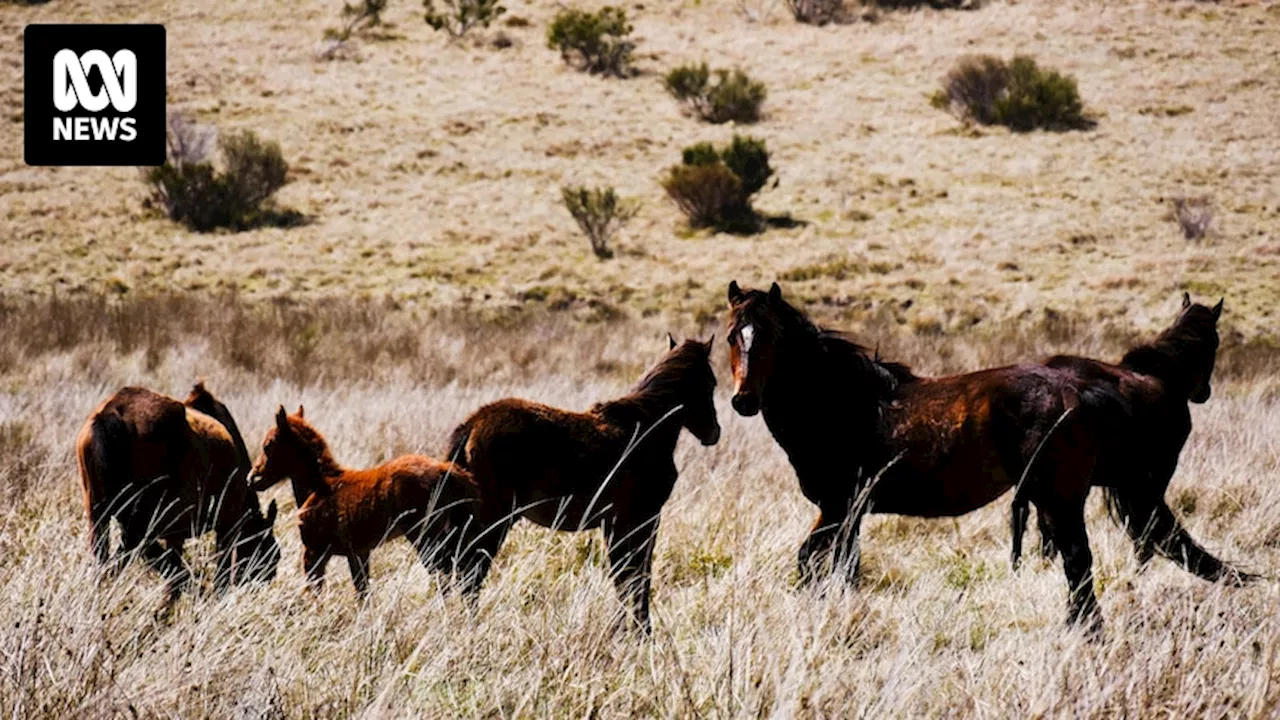 NSW inquiry finds aerial shooting of Kosciuszko wild horses should continue