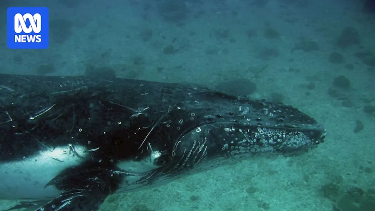 Recreational boats overlooked as a collision risk to migrating whales in Moreton Bay region, new research finds