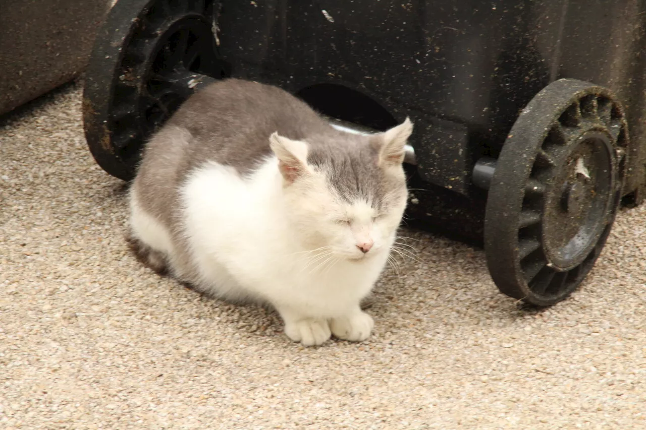 Côtes-d'Armor : attention, rentrez vos chats ces jours-ci si vous vivez dans cette commune