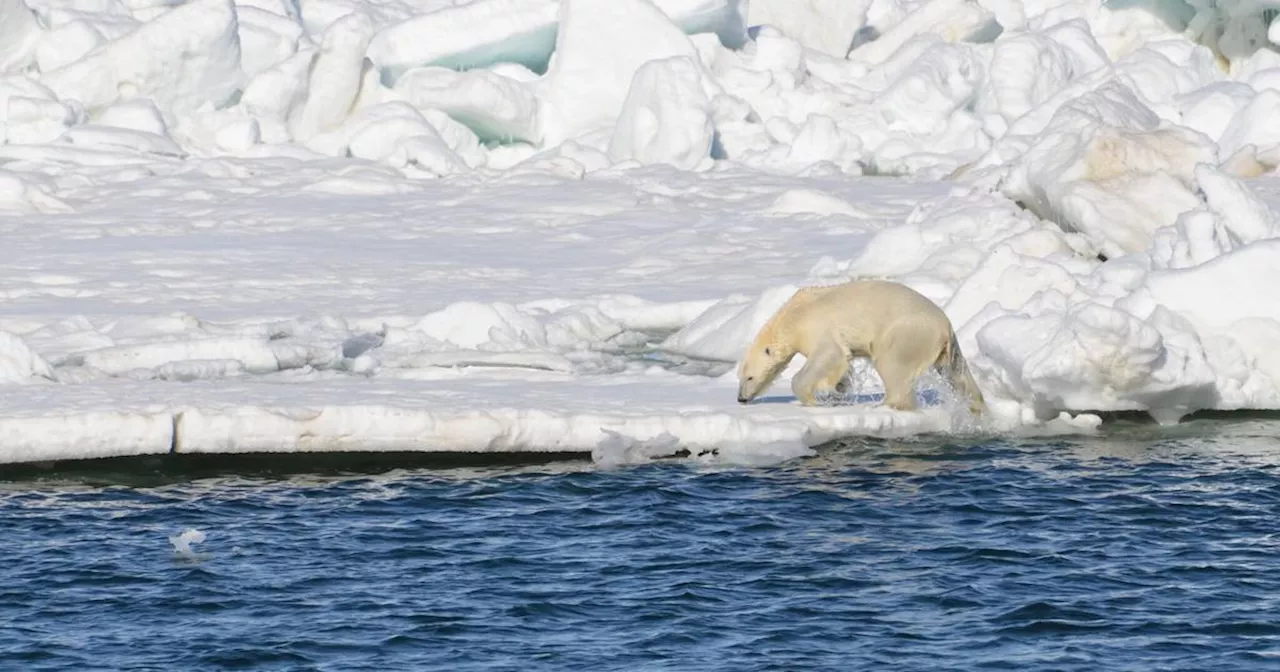 Chukchi Sea polar bears are increasingly exposed to disease-causing pathogens