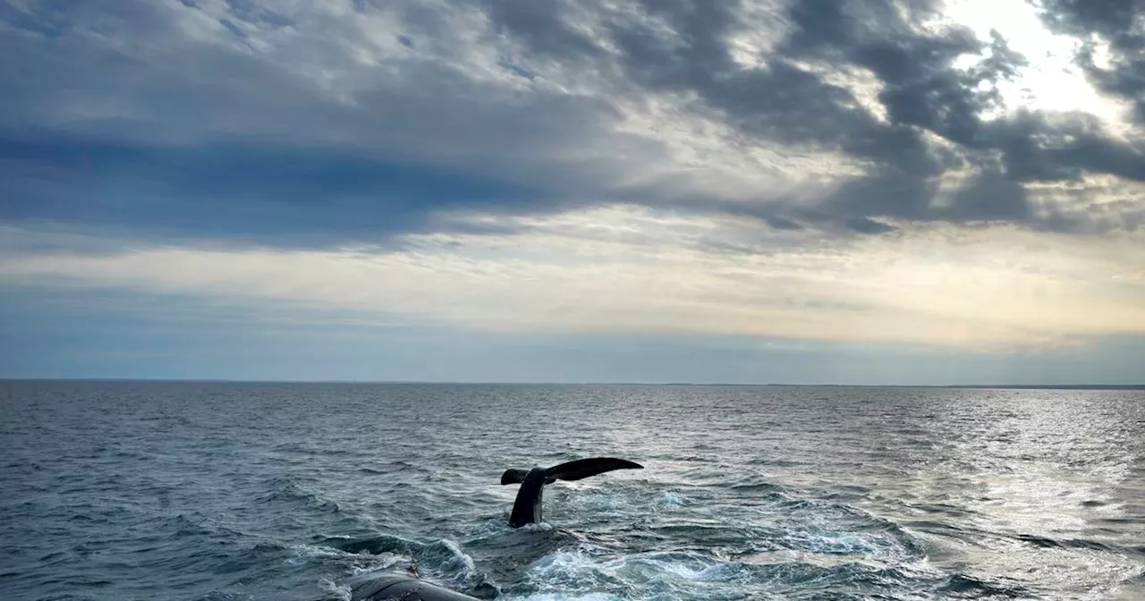 Plankton are the backbone of the ocean — and may not survive what’s coming