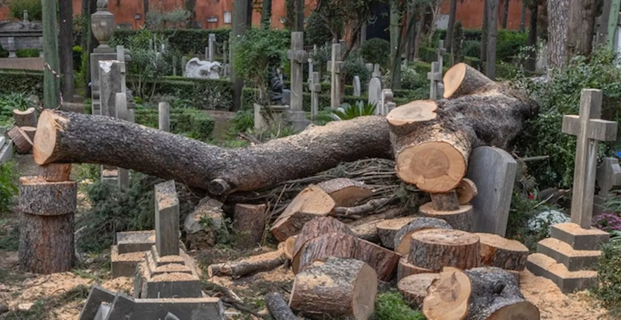 Cade un pino monumentale: chiuso il cimitero dove sono sepolti Gramsci e Camilleri