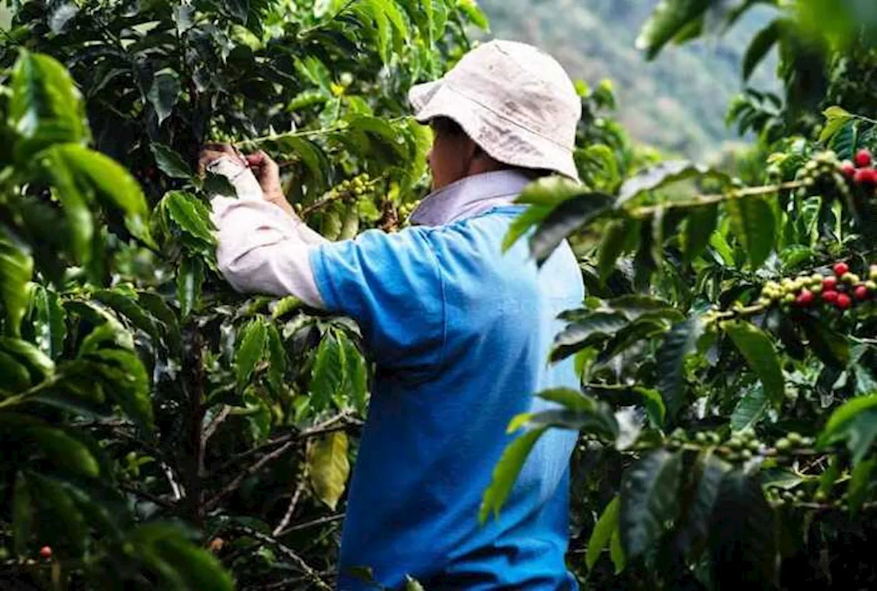 Futuro do café diante de crise climática é tema de debate na ONU