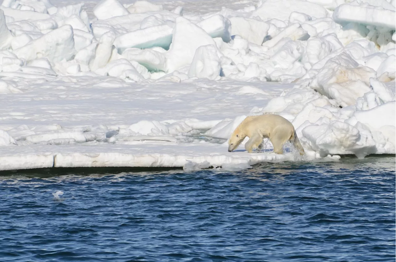 Chukchi Sea polar bears are increasingly exposed to disease-causing pathogens